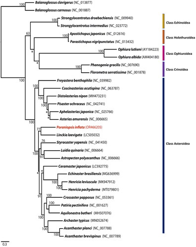 Figure 3. Phylogenetic analysis of Poraniopsis inflata and an additional 28 echinoderms was conducted using the maximum likelihood method based on the nucleotide sequences of 13 protein-coding genes. Two hemichordates, balanoglossus carnosus and B. clavigerus, were used as outgroups. The bootstrap support values are presented on each node, with values exceeding 50, while the asterisk marks indicate values below 50. Genbank accession numbers for published sequences are incorporated.