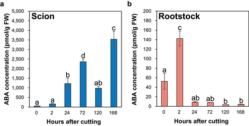 Figure 3. The ABA concentration at the incision sites of the ungrafted scion and rootstock of N.benthamiana. Blue and pink indicate ungrafted scion and rootstock, respectively. Different letters indicate significant differences according to the Tukey-Kramer test (p ≤ 0.05). Values are the means of four biological replicate samples, and error bars indicate the standard error of four biological replicate samples.