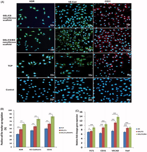 Figure 6. (A) Immunocytochemical images of cells stained with KDR, VE-Cadherin, and CD31 antibodies on 17th day post-treatment in TCP, GEL/CS, and GEL/CS/BGNPs scaffolds. Immunocytochemical analysis indicated that differentiated hEnSCs were positive for KDR, VE-Cadherin, and CD31 after 17 days post-treatments (scale bar, 50 μm). (B) Percentages of cells expressing biomarkers KDR, VE-Cadherin, and CD31 compared with TC P, GEL/CS, GEL/CS/BGNPs nanofibrous scaffolds. (P < 0.001, n = 3, mean ± SD). (C) Real-time PCR of endothelial-like cell markers in differentiated hEnSCs. Differentiated cells were evaluated for RNA expression of endothelial biomarkers 17 days post induction. Results revealed that differentiated cells could highly express FLT1, CD31, VECAD, and VwF. Expression of these biomarkers is higher in differentiated cells treated with BGNP compared with GEL/CS and TCP. These data indicated positive role of BG and 3D culture in endothelial stimulation. GAPDH is the housekeeping gene control (***P < 0.001; *P < 0.05). Error bars show the mean ± SD (n = 3).