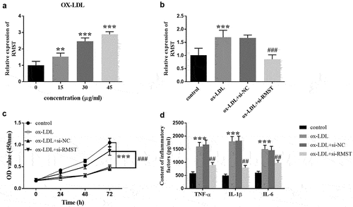 Figure 3. Effects of RMST on HUVECs. The level of RMST in HUVECs treated with ox-LDL at different concentrations. (a) The expression of RMST in HUVECs after transfection of si-RMST. (b) Downregulation of RMST could reverse the inhibitory effect of ox-LDL on cell viability. (c) Suppression of RMST reversed the promoting effect of ox-LDL on production of inflammatory factors. (d) ***P < 0.001, ###P < 0.001, ##P <0.01.