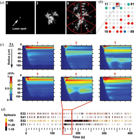 Figure 9 Calcium imaging of shock wave propagation induced by laser dissection on a random neural network plated on a MEA (color figure available online).