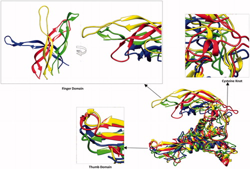Figure 3. Wnt3 comparison of change in domains in all three experiments from initial structure. Alignment of these structures have been done by Needleman–Wunsch Alignment algorithm and BLOSUM-62 matrix in Chimera molecular visualization tool by keeping initial stage structure as reference. Right side 90° angle view of finger domain has been presented. Cysteine knot shows huge difference among all three models like other domains. The thumb domain appears comparatively stable. (Yellow and red colored cartoons show before (yellow) and after (red) MD simulations of Wnt3 with 12 disulfide bonded model (Wnt3-M3). Blue and green-colored cartoons show after MD simulations of model with nine disulfide bonds (Wnt3-M2) and model with three disulfide bonds (Wnt3-M1), respectively).