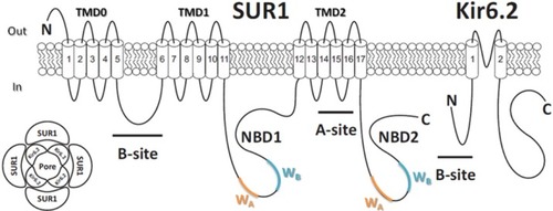 Figure 2 Molecular make-up of the KATP channel complex. (Lower left) KATP channel is a hetero-octameric complex composed of four pore Kir6.2 subunits and four regulatory SUR1 subunits. (Right) Membrane topology of SUR1 and Kir6.2 subunits of the KATP channel. ATP binds to the Kir6.2 subunit, inhibiting KATP channels. Hydrolysis of MgATP within the SUR1 subunit nucleotide-binding domains (NBDs) leads to generation of stimulatory MgADP. The A and B sites for sulfonylurea drug binding on both subunits are labeled as indicated.