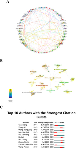 Figure 4 (A) Co-occurrence Map of Authors. Circles and text labels form a node, with different colors representing distinct clusters. (B) Cluster Analysis Chart of Authors. The superimposition of circle sizes, ie, the sum of the sizes corresponding to the tree rings, is directly proportional to the author’s publications; purple indicates earlier publication times, yellow represents later publication times, and overlaid colors signify publications by the author in the respective years. Connecting lines between circles represent co-authorship among authors. (C) Top 10 Authors with Strongest Citation Bursts in Publications Related to “Programmed Cell Death-Osteoarthritis”.
