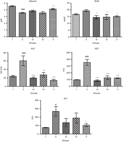 Figure 1.  Effect of Woodfordia fruticosa methanol (WFM) on different biochemical parameters in acetaminophen (APAP)-induced hepatic damage in rats. Group I: Normal control, Group II: Toxin control APAP, Group III: WFM-400 mg/kg + APAP, Group IV: WFM-600 mg/kg + APAP, Group V: Silymarin-100 mg/kg + APAP. Results are expressed as mean ± SEM, (n = 6). #P < 0.05, ##P < 0.01, ###P < 0.001 as compared with normal control group; *P < 0.05, **P < 0.01, ***P < 0.01 as compared with toxin control group.