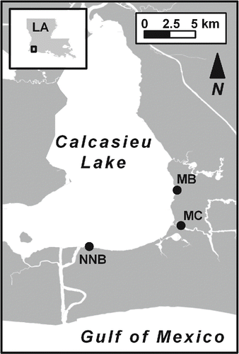 FIGURE 1. Locations of the Mangrove Bayou (MB) and No-Name Bayou (NNB) water control structures and the salt-marsh creek (MC) sample site in the Calcasieu Lake estuary, southwestern Louisiana.