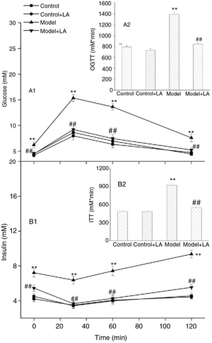 Fig. 2 Effects of L-arabinose on oral glucose tolerance test and insulin tolerance test. Oral glucose tolerance test (A1) and insulin tolerance test (B1) performed on rats. The corresponsive AUC over 2 h was shown (A2, B2). L-Arabinose improved the glycometabolism and insulin resistance. All values are mean±SD. *p<0.05, **p<0.01 vs. Control; # p<0.05, ## p<0.01 vs. Model.