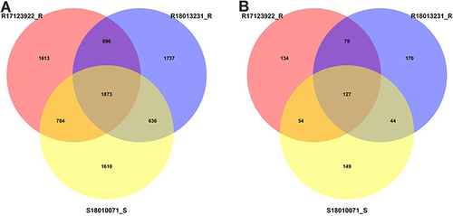 Figure 4 SNV and indel mutations of Moraxella catarrhalis were analyzed by Venn diagram. (A) Results of SNV analysis between two macrolide-resistant Moraxella catarrhalis. (B) Results of indel analysis between two macrolide-resistant Moraxella catarrhalis.