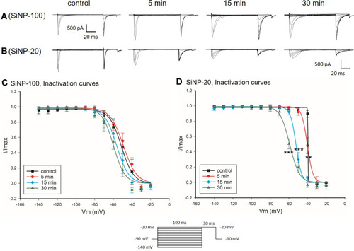 Figure 5 Effects of SiNP-100 and SiNP-20 (both 10−6 g/mL) on the inactivation kinetics of INa channels in cultured neonatal mice ventricular myocytes. (A and B) typical INa induced by the stimulating protocol for checking inactivation at baseline and after exposure to SiNP-100 and SiNP-20 for 5–30 min. (C and D) inactivation curves of INa channels at baseline (control) and after exposure to SiNP-100 and SiNP-20, respectively. **P<0.01, ***P<0.001 vs control, n=6 cells for each SiNP concentration.
