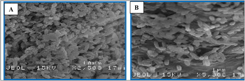 Figure 8. SEM micrographs of AAC immobilized cells after 24 h growth in nutrient broth: O. intermedium (A); mixed culture (B) of O. intermedium LMG 3301LMG 3301 + B. paramycoides MCCC1A04098.