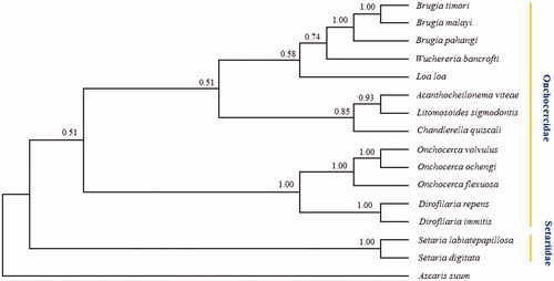 Figure 1. Phylogenetic relationships of Setaria labiatepapillosa and other 14 species filaria based on concatenated amino acid sequences of 12 protein-coding genes were analyzed with Bayesian inference (BI) method, using Ascaris suun (NC_001327) as an outgroup. GenBank accessions for sequences are: Acanthocheilonema viteae, AP017679; Brugia malayi, AF538716; Brugia pahangi, AP017680; Brugia timori, AP017686; Chandlerella quiscali, HM773029; Dirofilaria immitis, AJ537512; Dirofilaria repens, KR071802; Litomosoides sigmodontis, AP017689; Loa loa, HQ186250; Onchocerca flexuosa, HQ214004; Onchocerca ochengi, AP017693; Onchocerca volvulus, AP017695; Setaria digitata, GU138699; Wuchereria bancrofti, JN367461; Setaria labiatepapillosa in present study, MH937750.