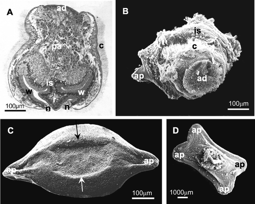 Figure 3 Metamorphosis of the larva: eversion of the internal sac and the first stages of involution of the ciliated corona. A, histological section that shows an opening at the level of the oral field (neck region) with a beginning of the eversion of the internal sac (roof region); B, SEM photograph in which the internal sac begins to cover the ciliated corona and the first adhesion process to the substratum is visible; C, D, preancestrulae. C, preancestrula with subelliptical shape with two external adhesion processes to the substratum. The calcification of the lateral walls occurs centripetally from the edges of the encrusting base (arrows); D, subrectangular shape with four external adhesion processes to the substratum. ad, apical disc; ap, adhesion process to the substratum; c, ciliated corona; is, internal sac (n, neck, r, roof, w, wall); pa, parenchyma.
