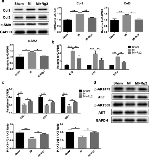 Figure 6. Rg2 inhibits MI-induced collagen deposition and inflammation and improves ROS activation. (a) Rg2 attenuated MI-induced collagen deposition via RT-PCR analysis (n = 6) and Western blot analysis (n = 3). (b–c) RT-PCR analysis indicated Rg2 attenuated MI-induced inflammation and improved ROS activation (n = 6). (d) Rg2 activated AKT signaling pathway in vivo (n = 3). *P < 0.05; **P < 0.01; ***P < 0.001 versus respective control.