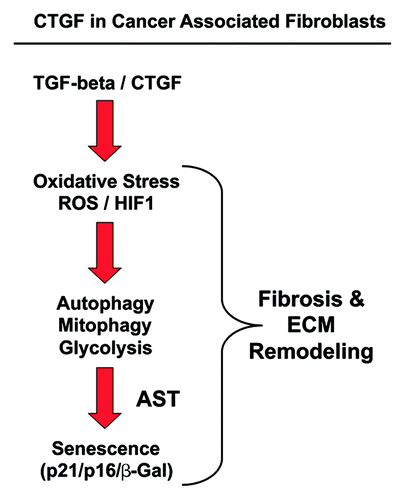 Figure 11. CTGF drives the autophagy-senescence transition (ast) in cancer associated fibroblasts. Here, we show that activation of TGF-β signaling, via CTGF expression in normal fibroblasts, is sufficient to confer the cancer associated fibroblast phenotype. Briefly, CTGF expression in stromal fibroblasts leads to ROS production, resulting in the stabilization of the HIF1-transcription factor. HIF1-activation then promotes the induction of autophagy, mitophagy, and glycolysis. Autophagy drives the onset of senescence, via the autophagy-senescence transition (AST), resulting in the upregulation of CDK-inhibitors [p21(WAF1/CIP1) and p16(INK4A)], as well as β-galactosidase (a lysosomal enzyme and marker of senescence). Oxidative stress, autophagy, and senescence may also contribute to CTGF-induced fibrosis and extracellular matrix (ECM) remodeling.