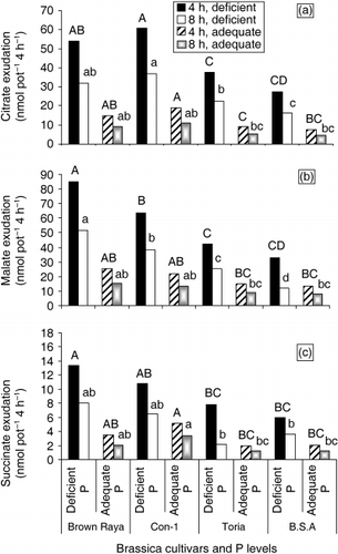 Figure 4  (a) Citrate, (b) malate and (c) succinate exudation by the roots of four Brassica cultivars. The seedlings were raised on moist sand for 6 days and were cultured in complete nutrient solution for 7 days. The seedlings were then transferred to the solutions with or without 0.20 mmol L−1 P using KH2PO4 for 12 days. Root exudates were collected after 4 h and 8 h, respectively, to evaluate time-course effect and analyzed using HPLC. Means with different letter(s) on top of the bars differed significantly according to Duncan's multiple range test (P = 0.05).