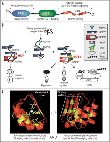 Figure 1 Model for SGT1/chaperone complex functions in the folding of LRR-containing proteins. (A) The structural domains of SGT1, their sites of action (above) and respective binding partners (below) are shown. N- and C-termini are indicated. TPR, tetratricopeptide repeat; CS, CHORD/SGT1; SGS, SGT1-specific. (B) Conceptual analogy between steroid receptor folding by the HOP/chaperone machinery and LRR protein folding by the SGT1/chaperone machinery. LRR motifs are overrepresented in processes requiring SGT1 such as plant immune receptor signalling, yeast adenylyl cyclase activity and plant or yeast SCF (Skp1/Cullin/F-box) E3 ubiquitin ligase activities. (C) Opposite forces drive LRR evolution. Structure of LRRs 16 to 18 of the F-box auxin receptor TIR1 is displayed as an illustration of the LRR folds.Citation30 Leucine/isoleucine residues (side chain displayed in yellow) are under strong purifying selection and build the hydrophobic LRR backbone (Left). By contrast, solvent-exposed residues of the β-strands define a polymorphic and hydrophilic binding surface conferring substrate specificity to the LRR (Right) and are often under diversifying selection.