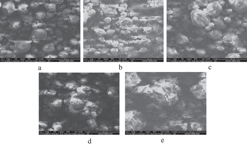 Figure 4. SEM micrographs of spray-dried strawberry powder produced with different formulations of drying aids: (a) 40% MD (b) 39.5% MD + 0.5% WPI (c) 39% MD + 1% WPI (d) 35% MD + 5% WPI (e) 30% MD + 10% WPI (at × 5000 magnification).