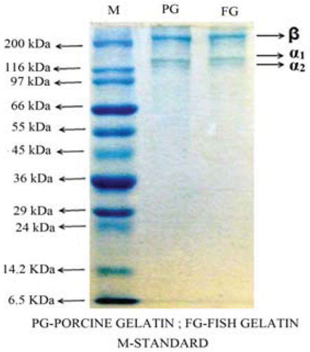 Figure 4. SDS-PAGE pattern of fish skin gelatin.