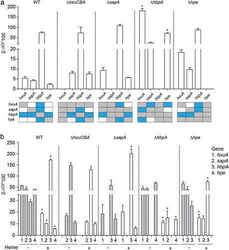 Figure 3. Expression of NTHi heme acquisition systems. (a) Expression of the hxuA, sapA, hbpA and hpe genes in NTHi375 WT, ΔhxuCBA, ΔsapA, ΔhbpA, and Δhpe strains grown in sBHI. Expression of the hbpA gene was higher than that of hxuA, sapA, and hpe (WT strain, higher expression of hbpA than that of hxuA (p < 0.05), sapA and hpe (p < 0.01); NTHi375ΔhxuCBA, higher expression of hbpA than that of sapA and hpe (p < 0.0005); NTHi375ΔsapA, higher expression of hbpA than that of hxuA and hpe (p < 0.0005); NTHi375Δhpe, higher expression of hbpA than that of hxuA (p < 0.05) and sapA (p < 0.0005)). Expression of the hxuA and hpe genes was higher in NTHi375ΔhbpA than in the WT strain (p < 0.0001 and p < 0.01, respectively). Bottom panel: schematic representation of each gene expression compared to each other, in the WT and mutant strains. Color code: blue, statistically significant differences; gray, not determined; white, no significant differences. Data are shown as mean ± SEM. Statistical comparisons of the means were performed with two-way ANOVA (Tukey´s multiple comparisons test). (b) Gene expression and heme sensing. In NTHi375 WT, ΔhbpA and Δhpe strains, hxuA, sapA, and hpe gene expression was higher in heme-restricted medium than in sBHI (WT: hxuA (p < 0.001), sapA (p < 0.01), hpe (p < 0.001); NTHi375ΔhbpA: hxuA (p < 0.01), sapA (p < 0.05), hpe (p < 0.0001); NTHi375Δhpe, hxuA, p < 0.05). In NTHi375 WT, ΔsapA and Δhpe strains, expression of hbpA was lower upon heme depletion (WT, p < 0.0001; NTHi375ΔsapA, (p < 0.001); NTHi375Δhpe, p < 0.05). Data are shown as mean ± SEM. Statistical comparisons of the means were performed with two-way ANOVA (Sidak´s multiple comparisons test).