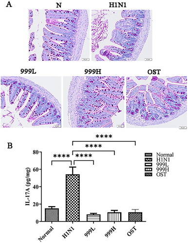 Figure 3. XEGMG demonstrated protective effects on the intestinal barrier of IAV-infected mice. (A) Representative histological PAS staining images of the colon at day 4 (Scale bar: 50 μm). (B) The expression of inflammatory cytokines IL-17A was measured by ELISA on day 4 in the colon homogenates of the infected mice (n = 4). Data are presented as the mean ± standard error of the mean (*p < 0.05; **p < 0.01; ***p < 0.001; ****p < 0.0001 when compared with the H1N1 group). H1N1, infected with A/FM/1/47(H1N1); N, mock-infected control group; 999 L, the infected mice were treated with 6 g/kg XEGMG intragastrically; 999H, treated with 12 g/kg XEGMG intragastrically; OST, treated with 22.75 mg/kg oseltamivir intragastrically; PAS staining, Periodic Acid–Schiff (PAS) staining; IL, interleukin.