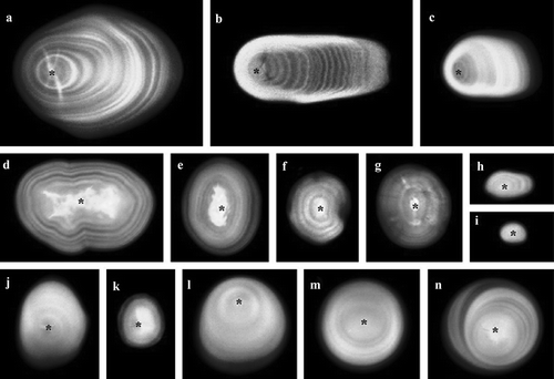 Figure 6. Confocal laser scanning microscope (CLSM) optical slices of APTS (8-amino-1,3,6-pyrenetrisulfonic acid dissolved in acetic acid)-stained starch granules. CLSM from a) potato, b) lotus rhizome, c) yam, d) pea, e) bean, f) barley, g) wheat, h) lotus seed, i) water chestnut, j) water caltrop, k) ginkgo and l-n) sweet potato. The asterisk in the inner of starch granules indicates the hilum. Scale bar = 10 μm. Data from Cai & Wei, Citation2013.)Figura 6. Láminas ópticas del Microscopio Confocal Láser de Barrido (CLSM, por sus siglas in inglés) de gránulos de almidón marcados con APTS (8-amino-1,3,6- pirentrisulfónico disuelto en ácido acético). CLSM de a) papa, b) rizoma de loto, c) batata, d) chícharo, e) fríjol, f) cebada, g) trigo, h), semilla de loto, i) castaña de agua, j) agua caltrop, k) ginkgo y l-n) papa dulce. El asterisco en el interior de los gránulos de almidón indica el hilio. Escala = 10 μm. (Cai & Wei, Citation2013).