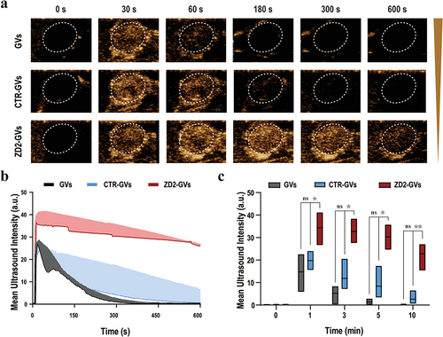 Figure 5 In vivo ultrasound molecular imaging of tumors. (a) Nonlinear contrast images of GVs, CTR-GVs, and ZD2-GVs (OD500 3.0) at different time after intravenous injection. (b) Time-intensity curves of GVs, CTR-GVs and ZD2-GVs after intravenous injection. (c) The contrast signal intensities of tumors received with GVs, CTR-GVs, and GVs-ZD2 at 1 min, 3 min, 5 min, and 10 min. Data of (b and c) represent the mean ± SD from 3 independent experiments.*p < 0.05, **p < 0.01.