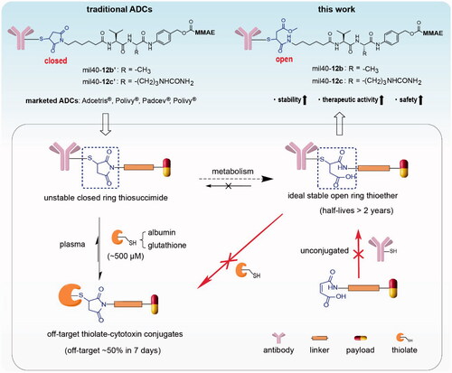 Figure 1. The two different metabolic pathways of traditional thiosuccinimide-containing ADCs in the circulation system and the structure of the designed ADCs based on maleamic methyl ester in this work. ADCs: antibody–drug conjugates; MMAE: monomethyl auristatin E.