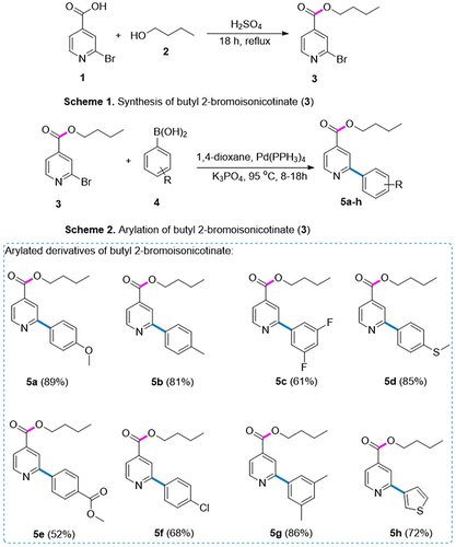 Figure 2 An overview of synthesis of butyl 2-bromoisonicotinate (3) and its derivatives (5a–5h) via SMC reaction.