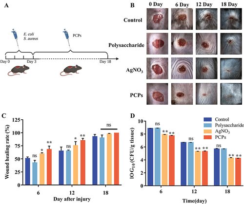 Figure 4 The promoting effect of wound healing.(A) Days of dosing in animal models. (B) Wound healing effects for different groups. (C) Wound healing rate. **P < 0.01 and (*) P < 0.05 compared with normal groups in each day (blue), n=3. (D) Quantification analysis of bacterial load in the wound. **P < 0.01 compared with normal groups in each day (purple), n=3.