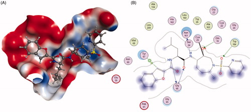 Figure 4. The interactions between 6 and Cat K from molecular modelling. (A) The pocket is shown in electrostatics representation. (B) The detailed interactions between 6 and Cat K. The molecular docking is calculated by AutoDock Vina. Green line: Sidechain hydrogen bond; Blue line: Backbone hydrogen bond; Black line: Covalent bond.