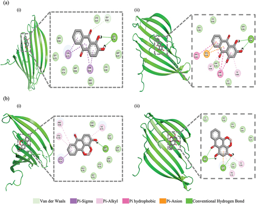 Figure 6. Possible binding configurations of madder and protein (PDB number: 3UA0) through molecule docking: (a) dyes combine with protein: (i) alizarin, (ii) purpurin; (b) complex combine with protein: (i) alizarin-Al3+, (ii) purpurin-Al3+ .