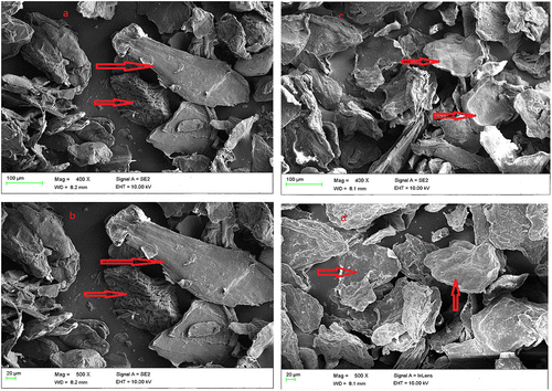Figure 3. Scanning Electron micrograph of carboxymethyl chitosan (a) and (b) and carboxymethyl chitosan zinc supplement (c) and (d).