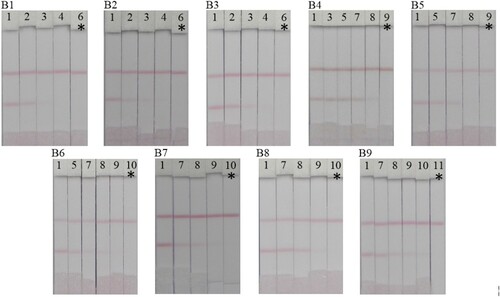 Figure 7. Detection of nine FQ compounds in chicken muscle using Lateral flow test strips. (B1) PEF, (B2) NOR, (B3) CIPRO, (B4) ENO, (B5) FLE, (B6) PF, (B7) OFL, (B8) SARA and (B9) LOM. Spiked amounts; (1 = 0, 2 = 0.625, 3 = 1.25, 4 = 2.5, 5 = 3.125, 6 = 5, 7 = 6.25, 8 = 12.5, 9 = 25, 10 = 50 and 11 = 100 µg/kg). *The visual cut off value.