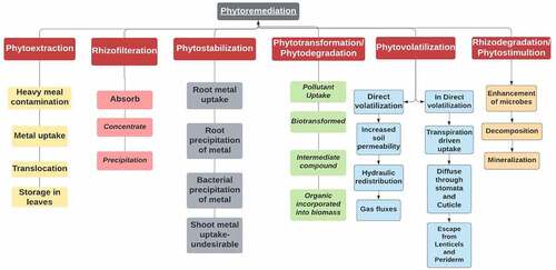 Figure 4. Classification of Bioremediation.