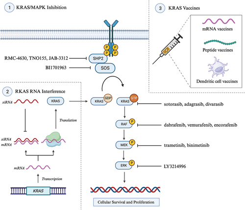 Figure 2. Selected KRAS (Kirsten rat sarcoma virus)-targeted therapeutic modalities under investigation or with disease agnostic-approval pancreatic ductal adenocarcinoma (PDAC). Section 1 outlines therapies targeting KRAS and upstream (SHP, src homology-2 domain-containing protein tyrosine phosphatase-2; SOS1, son of sevenless 1) and downstream (RAF, v raf murine sarcoma viral oncogene homologue B1; MEK, mitogen activated protein kinase kinase; ERK, extracellular signal-regulated kinase) signaling pathways. Section 2 outlines the mechanism of small interfering RNA in selectively silencing KRAS expression by inhibiting translation of KRAS mRNA into KRAS protein. Section 3 outlines the three primary vaccine modalities under investigation in KRAS-mutated PDAC: mRNA vaccines, peptides vaccines and dendritic cell vaccines (DCVs). Created with BioRender.com.