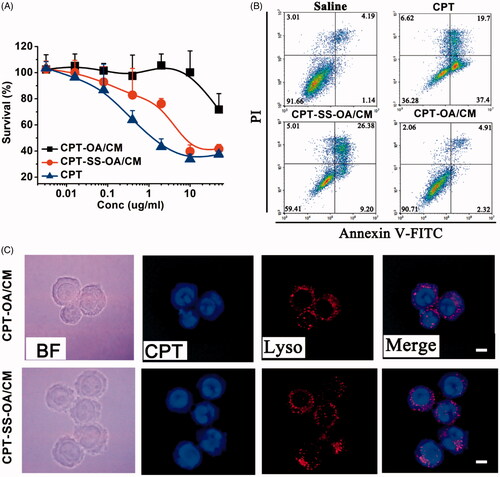 Figure 4. Comparative studies on CPT-OA/CM and CPT-SS-OA/CM: cytotoxicity study against the LLC cells determined by MTT assay (mean ± SD, n = 4) (A). Apoptotic analysis of LLC cells using an Alexa Fluor 488 Annexin V/PI Detection Kit after 48 h of incubation at a CPT equivalent concentration of 1 μg/ml (B). Fluorescence microscopy images of LLC cells cultured with CPT-OA/CM and CPT-SS-OA/CM at a CPT equivalent concentration of 5 μg/ml for 2 h (scale bar, 10 μm) (C).