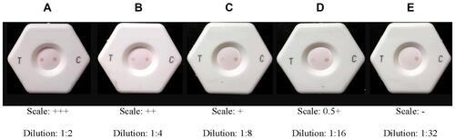 Figure 3 Dot intensity and scale of measurement. (A) 3+: test dot is present at 8-fold dilution but may be absent or present in 16-fold dilution; (B) 2+: test dot is present at 4-fold dilution but absent at 8-fold dilution; (C) 1+: test dot is present at 2-fold dilution but absent at 4-fold dilution; (D) 0.5+: test dot is absent at 2-fold dilution; (E) test dot is absent. It should be ensured that the control dot is present in every experiment, or else the test would be void.