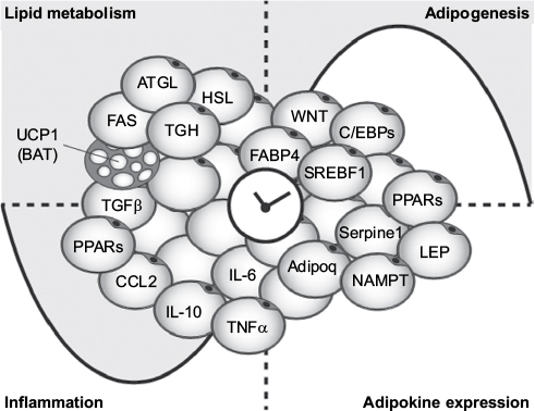 Figure 2 Adipocyte clocks and adipose physiological rhythms. The expression patterns of several adipose genes are under circadian control regulating adipose over the course of the day.