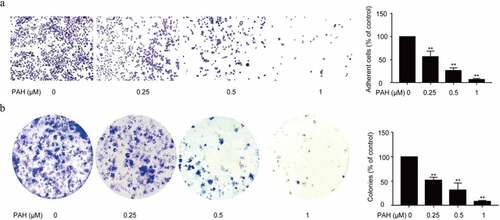 Figure 2. PAH prevents adhesion and adhesion-independent colony formation of PC-3 cells dose-dependently. (a) PC-3 cells were pretreated with PAH (0, 0.25, 0.5, 1 μM), and then subjected to cell-matrix adhesion assays. The number of PC-3 cells that had adhered to the 96-plate was quantified in four randomly selected x100 areas. (b) PC-3 cells were treated with PAH (0, 0.25, 0.5, 1 μM), and then subjected to colony formation assays. The number of colonies was counted in four randomly selected x100 fields. * p < 0.05, ** p < 0.01 vs. 0 μM of PAH. Abrreviations: PAH, perillaldehyde.