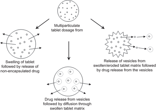 Figure 6.  Illustration of possible mechanism of drug release from the proposed proliposomal multiparticulate unit dosage forms.