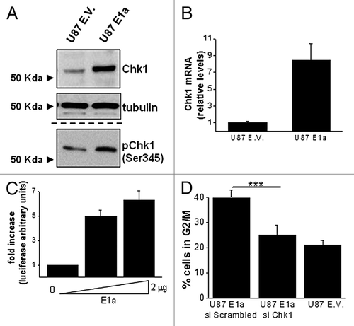 Figure 2. Chk1 is a novel target of E1a in GBM cells. (A) Fifty micrograms of total cell lysates (TCL) from U87MG cells infected with E1a or empty vector were blotted against Chk1. Tubulin was used as loading control. (B) Chk1 mRNA levels in U87 E.V. and U87 E1a were analyzed by qRT- PCR. Graph shows the relative levels of Chk1 mRNA referred to U87 E.V. Data represents mean ± SD. (C) Cell lines were cotransfected with 100 ng of pGL3-F0 and increasing amounts of pLESIP E1A up to 2 μg. Luciferase activity was normalized by Renilla. Data represents mean ± SD fold induction. (D) Percentage of cells in G2/M phase in U87 E1a cells transfected with siRNA scrambled or against Chk1. As a control, U87 empty vector cells were also evaluated. Data represents mean ± SD of 3 independent experiments.