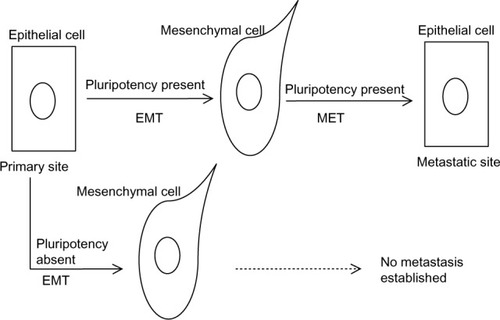 Figure 5 A proposed model of the cooperation of pluripotency and EMT/MET processes in metastasis establishment.