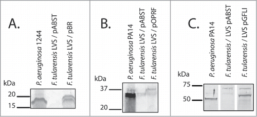 Figure 2. Western blotting of recombinant F. tularensis LVS strains expressing proteins of P. aeruginosa. Prior to SDS-PAGE, bacterial cells were normalized to the same density. SDS-PAGE gels were electroblotted onto nitrocellulose paper. After the membrane was blocked, the nitrocellulose paper was probed with mouse monoclonal 5.44 specific for PilA (A), serum specific for OprF (B), or serum specific for FliC (C). Bands were visualized by using alkaline phosphatase-labeled secondary antibodies and naphthol as-mx phosphate with fast red tr salt zinc chloride.