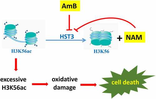 Figure 7. A model explaining the antifungal action of AmB and the synergistic activity between NAM and AmB through epigenetic modification of H3K56ac. AmB could inhibit HST3 expression, which resulted in excessive H3K56ac and the consequent oxidative damage. NAM is a byproduct during the deacetylation course of H3K56ac in C. albicans, and excessive NAM can inhibit this process. The combined addition of NAM and AmB led to even excessive H3K56ac and severe oxidative damage, which resulted in increased cell death. Thus enhanced antifungal activity was observed.
