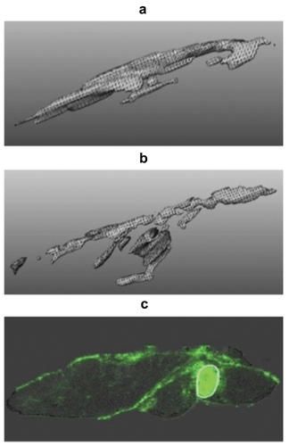 Figure 3. Distribution of material post-IM injection. A, B) 1 mL of an oil vehicle (10% benzyl alcohol and 90% sesame oil was injected into A) the deltoid and B) vastus lateralis muscles of a human volunteer. Immediately following administration, the resulting depots (approx. length 5 cm), distributing along fascial planes, were visualised with 3-dimensional graphics. Adapted from [34] with permission. C) After injection of cabotegravir (40 mg/kg dose, 200 mg/mL stock) into rat “upper hindlimb” muscle, a depot formed of approx. 2 mm diameter. Distribution of drug from this central depot followed discreet routes following interfascial planes, highlighting a “path of least resistance” for the injected material. Adapted from [35] with permission.