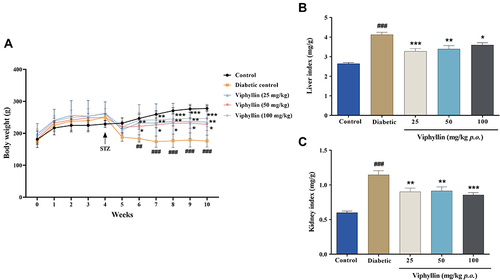 Figure 2 Effect of Viphyllin on body weight and organ indices in diabetic rats. (A) Weekly measurement of body weight. The data were analyzed by two-way ANOVA followed by Tukey’s test. (B and C) Changes in liver and kidney indices. The data were analyzed by one-way ANOVA followed by Tukey’s test. Values are expressed as mean±SD (n=5). #p<0.05, ##p<0.01 and ###p<0.001 vs control; *p<0.05, **p<0.01 and ***p<0.001 vs diabetic control.