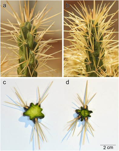 Figure 6. A., C. stem at turgid state. B., D. stem at dry state. Note: high shrinkage of the stem in the dry state.