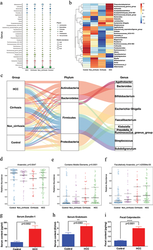 Figure 3. Dynamic microbial alteration in the HCC transition from healthy condition (fecal samples obtained from control group, non_cirrhosis group, cirrhosis group and HCC group) of the prospective cohort.