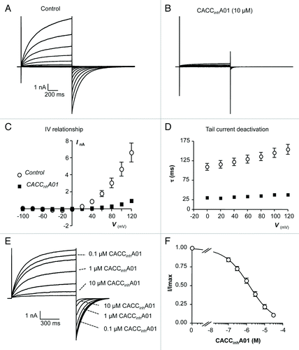 Figure 5.(A and B) Representative I-V relationship of TMEM16A currents before and during the presence of CACCinhA01 (10 µM). (C) Summary current-voltage (I-V) relationship of TMEM16A currents before (open circles) and during (filled squares) exposure to CACCinhA01. (D) Plot of mean time constant (τ) of TMEM16A tail current deactivation against prior test pulse potential (control, open circles and CACCinhA01, filled squares). (E) TMEM16A currents evoked by a step from -80 to +80 mV in the presence of 0.1, 0.3, 1, 3, 10, and 30 µM CACCinhA01. (F) Summary concentration effect curve for effect of CACCinhA01 on TMEM16A currents. Data were fit with the Hill-Langmuir equation.