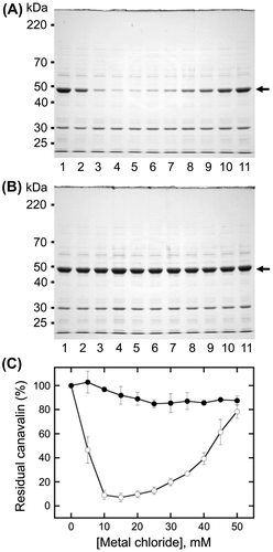 Fig. 1. Effects of magnesium chloride (MgCl2) and sodium chloride (NaCl) concentrations on canavalin solubility.